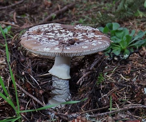 AMANITA PANTHERINA. Panther Mushroom. Amanita pantherina var. pantherina,European Panther,Fungi,Fungi of North America,Geotagged,Poisonous,United States,Wildmushrooms,Winter