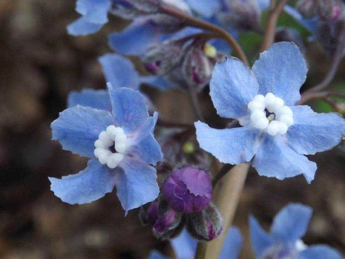 CYNOGLOSSUM GRANDE. Hound&#039;s Tongue.Native Americans used preparations from root to treat burns and stomachaches. Columbia Gorge,Cynoglossum grande,Geotagged,United States,Wildflower