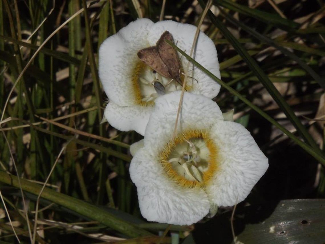 CALOCHORTUS SUBALPINUS. Subalpina Mariposa Lily,aka Mountain Cat's Ear,aka Montain Mariposa Lily found on the Mt.Hood Medow. Calochortus subalpinus,Geotagged,Subalpine mariposa lily,United States,Wildflower