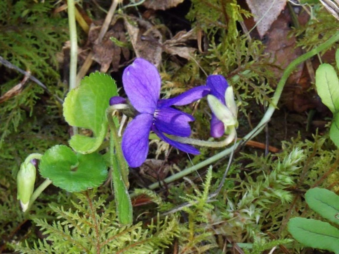 VIOLA ADUNCA Early Blue Violet found on the Clackamas River 2-28-2014. Geotagged,United States,Viola adunca,Wildflower.