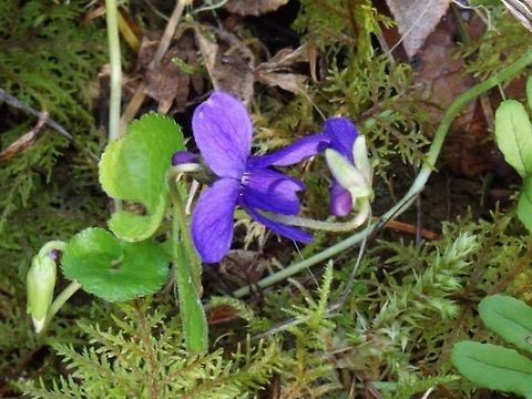 VIOLA ADUNCA Early Blue Violet found on the Clackamas River 2-28-2014. Geotagged,United States,Viola adunca,Wildflower.