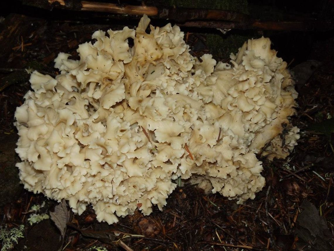 Sparassis radicata. Cauliflower Mushroom. This mushroom is easily recognized by its shape. It can weight as much as 50 pounds, but 1-5 pounds is more typical. Geotagged,Sparassis radicata,United States,Western Cauliflower Mushroom,Wildmushrooms.