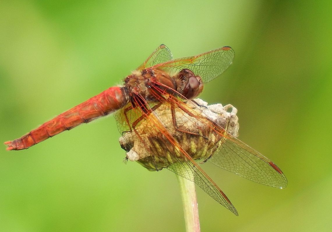 LIBELLULA SATURATA. Flame Skimmer Male. Dragonfly,Flame skimmer,Geotagged,Libellula saturata,Summer,United States