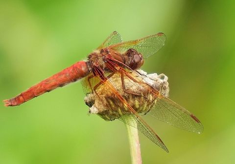 LIBELLULA SATURATA. Flame Skimmer Male. Dragonfly,Flame skimmer,Geotagged,Libellula saturata,Summer,United States