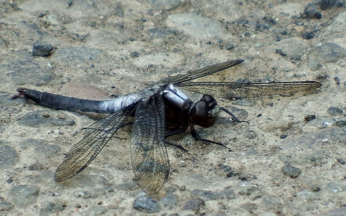 LADONA JULIA. Chalk-Fronted Corporal Skimmer.This species often perches on the ground. Chalk-fronted corporal,Dragonflies,Geotagged,Ladona julia,Skimmer,Summer,United States