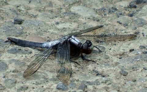 LADONA JULIA. Chalk-Fronted Corporal Skimmer.This species often perches on the ground. Chalk-fronted corporal,Dragonflies,Geotagged,Ladona julia,Skimmer,Summer,United States