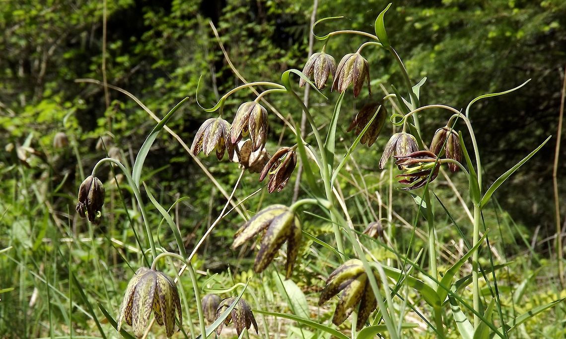 FRITILLARIA AFFINIS. Chocolate Lily. Fritillaria affinis,Geotagged,Spring,United States,Wildflowers of Oregon.,chocolate lily