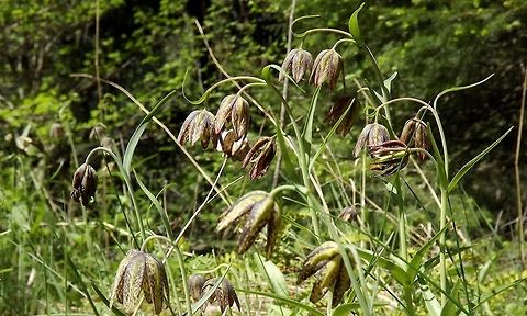 FRITILLARIA AFFINIS. Chocolate Lily. Fritillaria affinis,Geotagged,Spring,United States,Wildflowers of Oregon.,chocolate lily