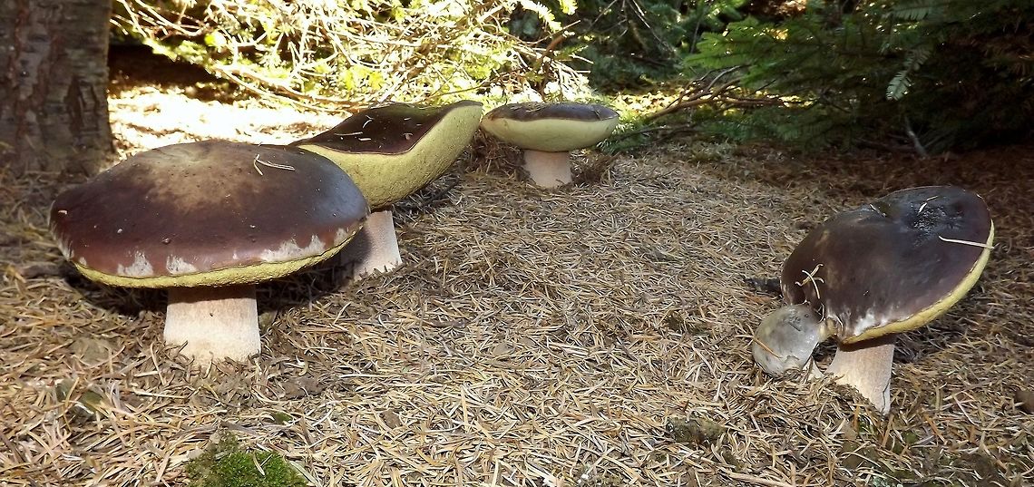 BOLETUS AEREUS. Queen Bolete. Boletus aereus,Edible Wildmushrooms.,Fall,Geotagged,United States,boletus aereus