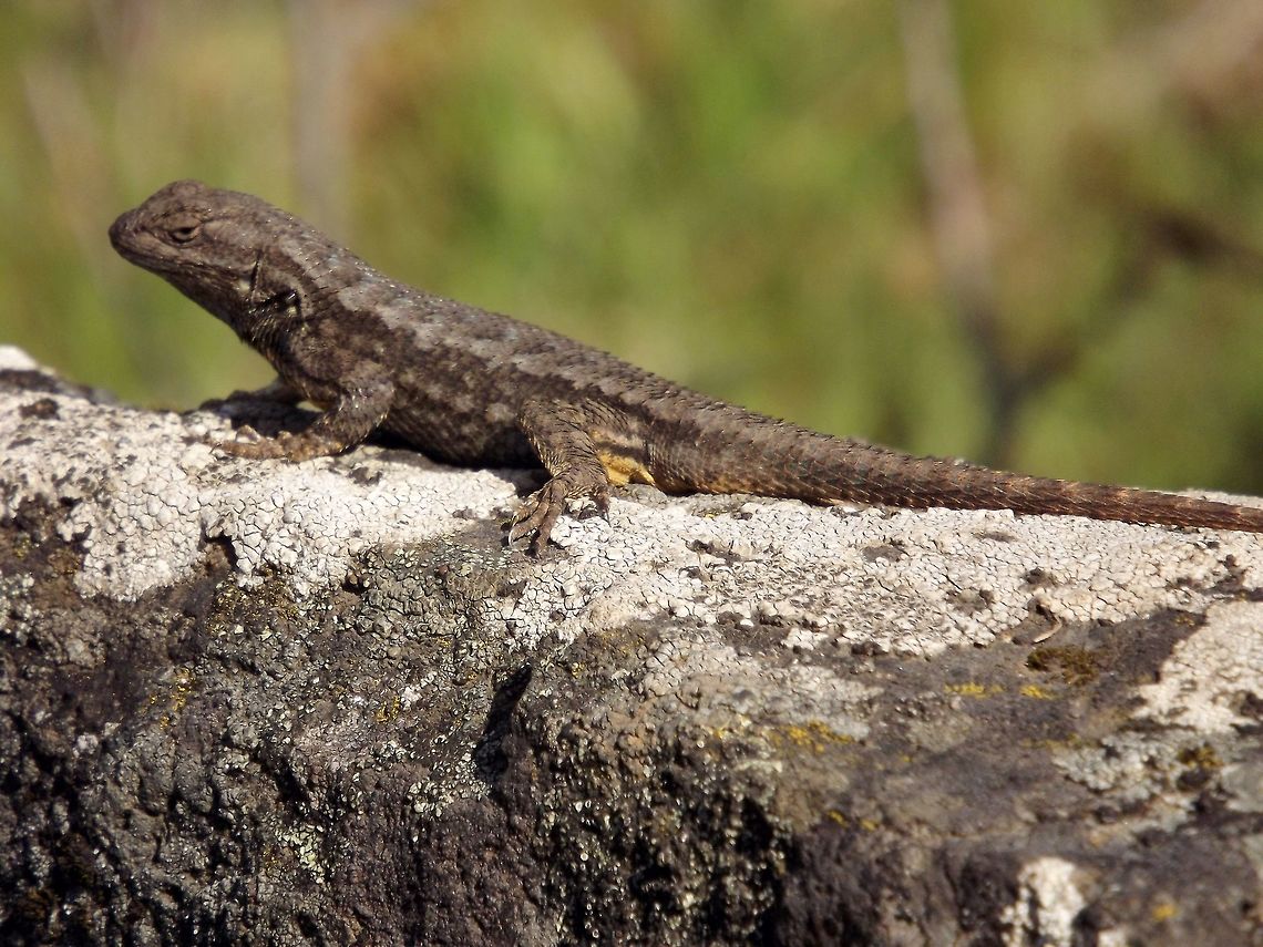 SCELOPORUS OCCIDENTALIS Western Fence Lizard. Geotagged,Reptiles,Sceloporus occidentalis,Spring,United States,Western fence lizard (blue-belly)