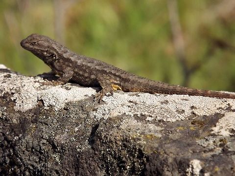 SCELOPORUS OCCIDENTALIS Western Fence Lizard. Geotagged,Reptiles,Sceloporus occidentalis,Spring,United States,Western fence lizard (blue-belly)