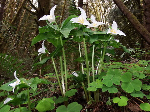 TRILLIUM OVATUM Pacific Trillium Geotagged,Trillium ovatum,United States,Wildflowers of Oregon.,Winter