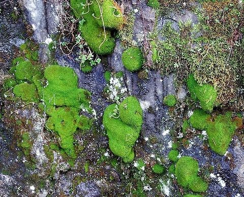 LEUCOBRYUM GLAUCUM. Pincushion Moss. Geotagged,Leucobryum glaucum,Moss,Pincushion Moss,United States
