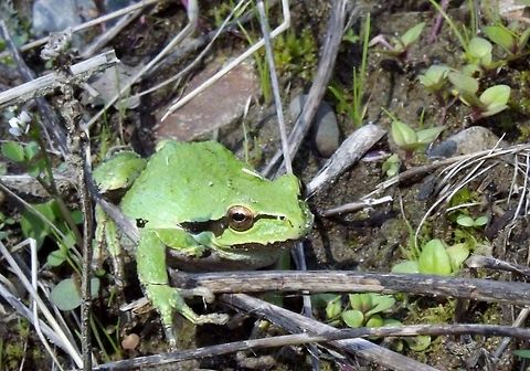 PSEUDACRIS REGILLA. Pacific Tree Frog.Washington State Amphibian April 30,2007. Amphibians.,Geotagged,Pacific tree frog,Pseudacris regilla,Spring,United States