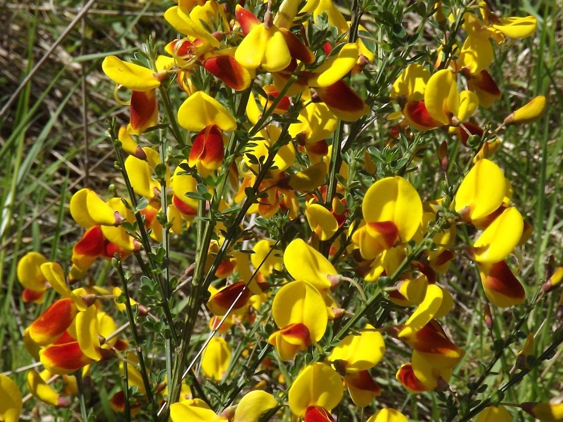 CITISUS SCOPARIUS. Scotch Broom. Geotagged,Shrubs,United States