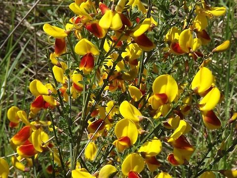 CITISUS SCOPARIUS. Scotch Broom. Geotagged,Shrubs,United States