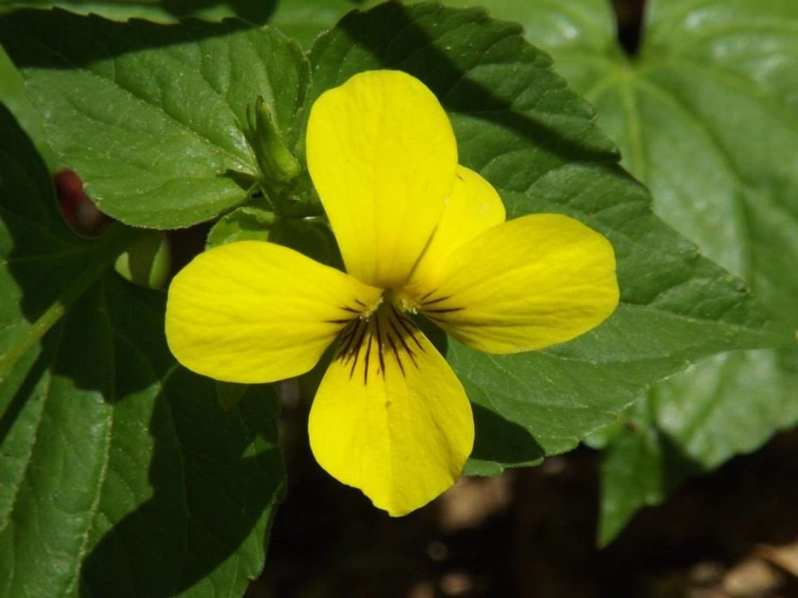 VIOLA PUBESCENS Downy Yellow Violet. Geotagged,United States,Viola pubescens,Wildflowers.
