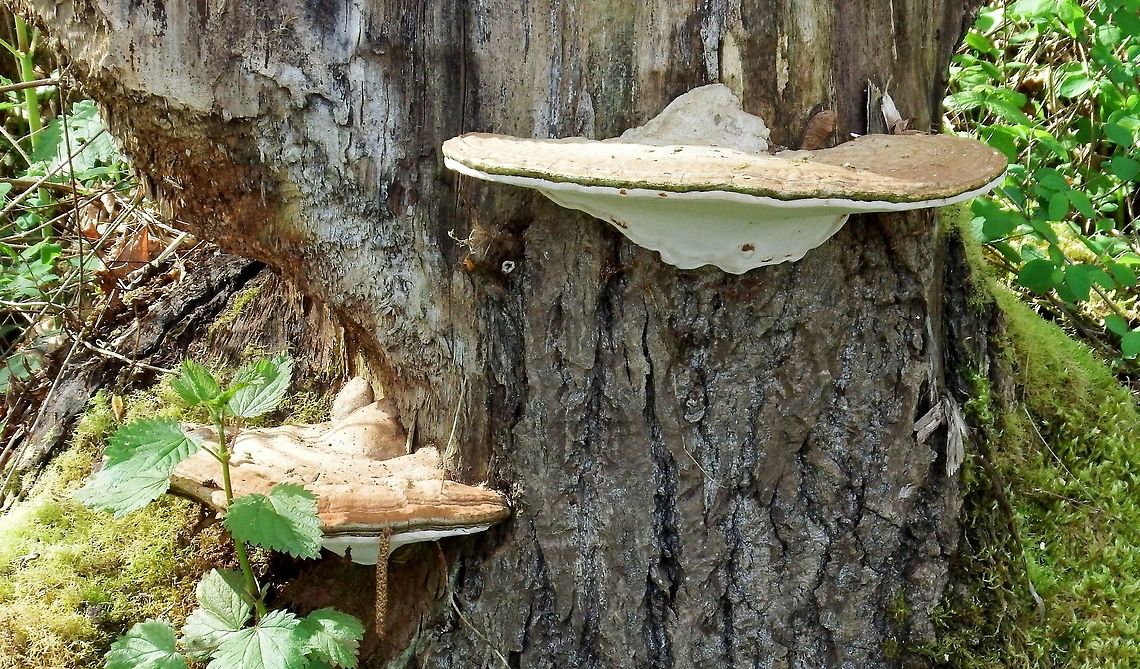 GANODERMA APPLANATUM. Artist&#039;s Conk. Artist's Fungus,Ganoderma applanatum,Geotagged,Mushroom.,Spring,United States