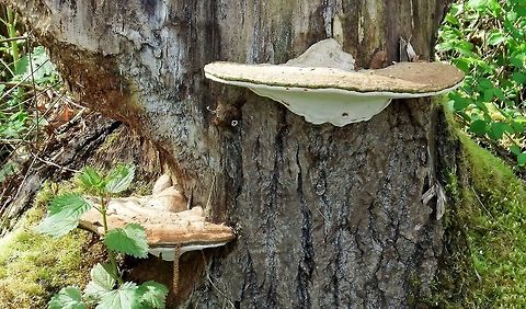 GANODERMA APPLANATUM. Artist's Conk. Artist's Fungus,Ganoderma applanatum,Geotagged,Mushroom.,Spring,United States
