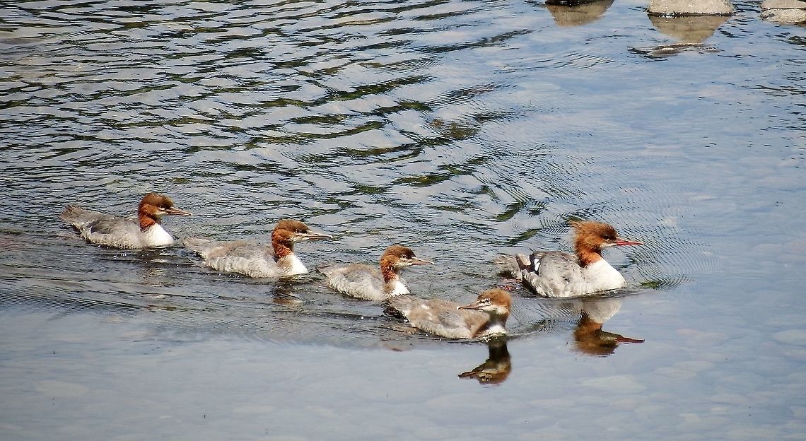 MERGUS MERGANSER. Common Mama Merganser with her  Juveniles. Common merganser,Geotagged,Mergus merganser,Summer,United States