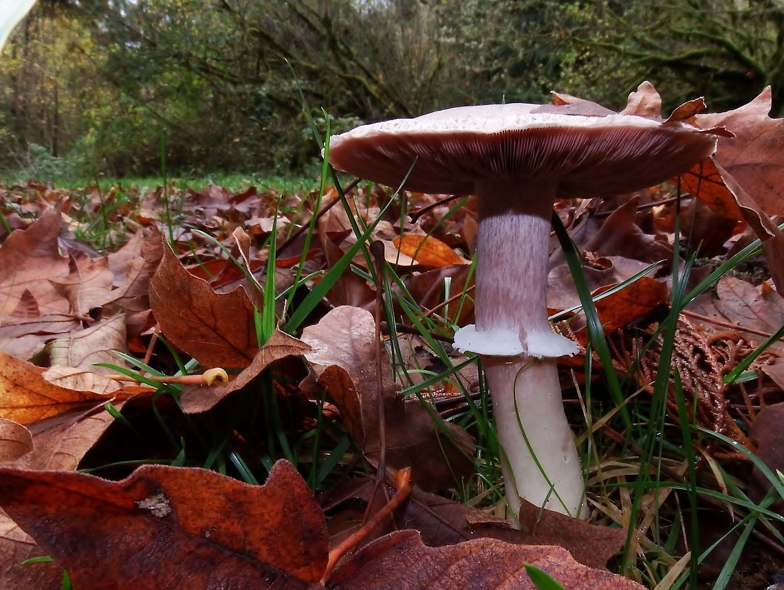 AGARICUS PRAECLARESQUAMOSUS. Sometimes called the "western flat-top Agaricus." Agaricus Praeclaresquamosus,Agaricus placomyces,Agaricus praeclaresquamosus,Fall,Geotagged,United States,Western flat-top Agaricus,Wildmushrooms