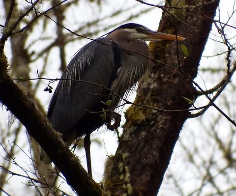 ARDEA HERODIAS. Great Blue Heron resting above the creek. Ardea herodias,Geotagged,Great Blue Heron,United States,bird,heron