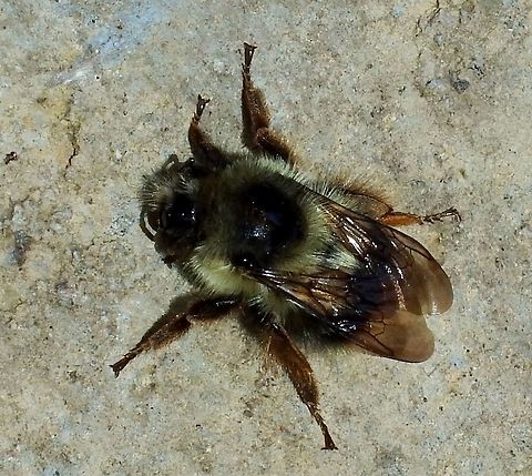 BOMBUS MELANOPYGUS. Black-tailed Bumble Bee. Bombus melanopygus,Bumble Bees,Geotagged,United States,Winter