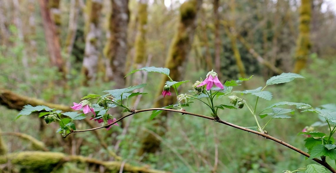 RUBUS SPECTABILIS. Salmonberry flowers and fruit. Berries,Geotagged,Rubus spectabilis,Salmonberry,Salmonberry.,Spring,United States