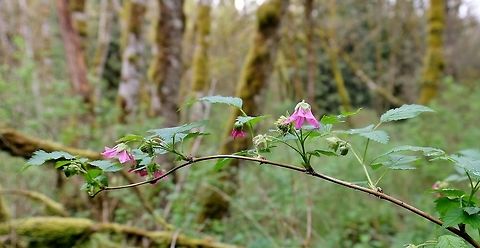 RUBUS SPECTABILIS. Salmonberry flowers and fruit. Berries,Geotagged,Rubus spectabilis,Salmonberry,Salmonberry.,Spring,United States