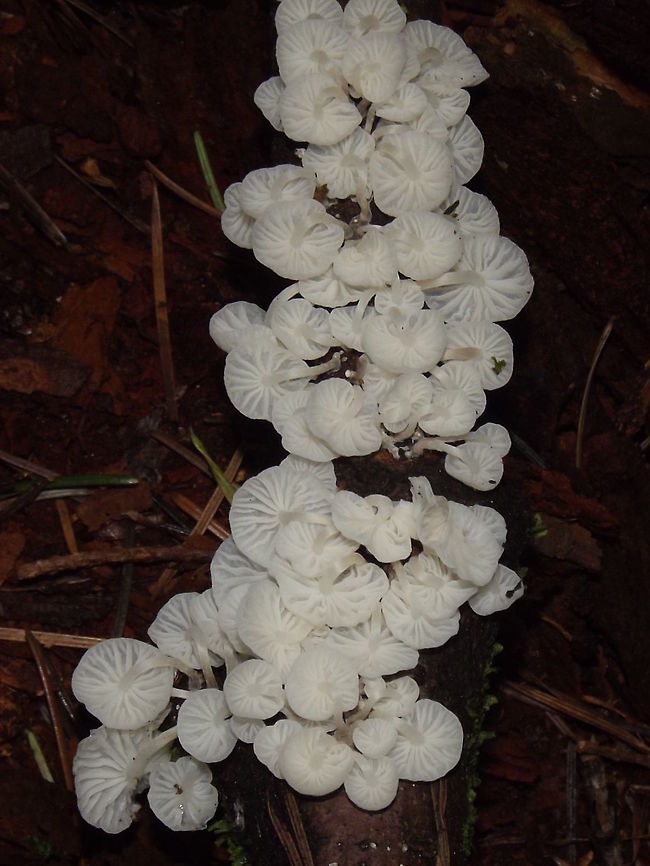 MARASMIELLUS CANDIDUS. Also known as Marasmius Candidus. Fall,Geotagged,Marasmiellus candidus,United States,Wildmushrooms.