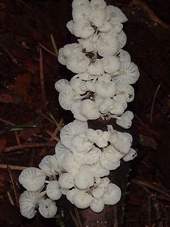 MARASMIELLUS CANDIDUS. Also known as Marasmius Candidus. Fall,Geotagged,Marasmiellus candidus,United States,Wildmushrooms.