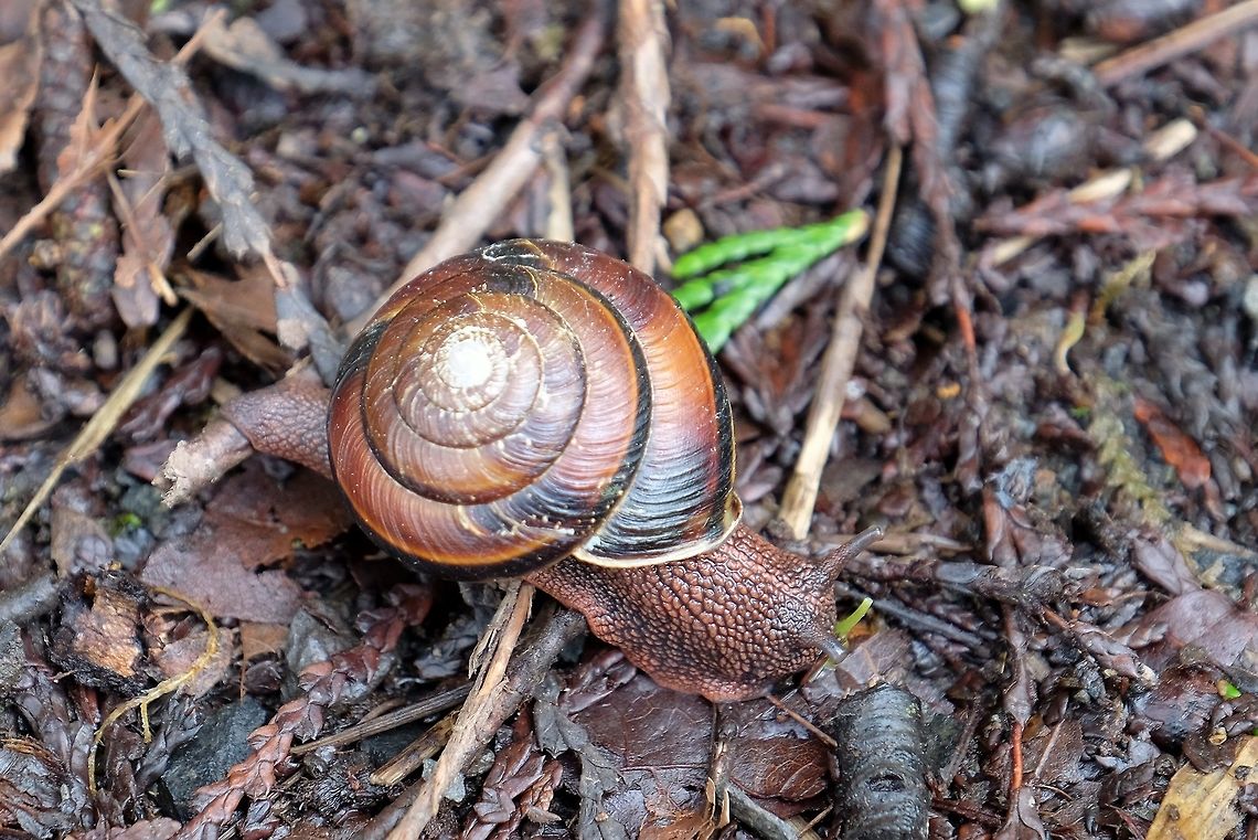 MONADENIA FIDELIS. Pacific Sideband Snail. Geotagged,Monadenia fidelis,Snail.,Spring,United States