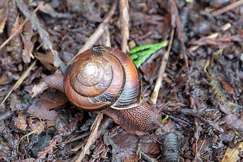 MONADENIA FIDELIS. Pacific Sideband Snail. Geotagged,Monadenia fidelis,Snail.,Spring,United States