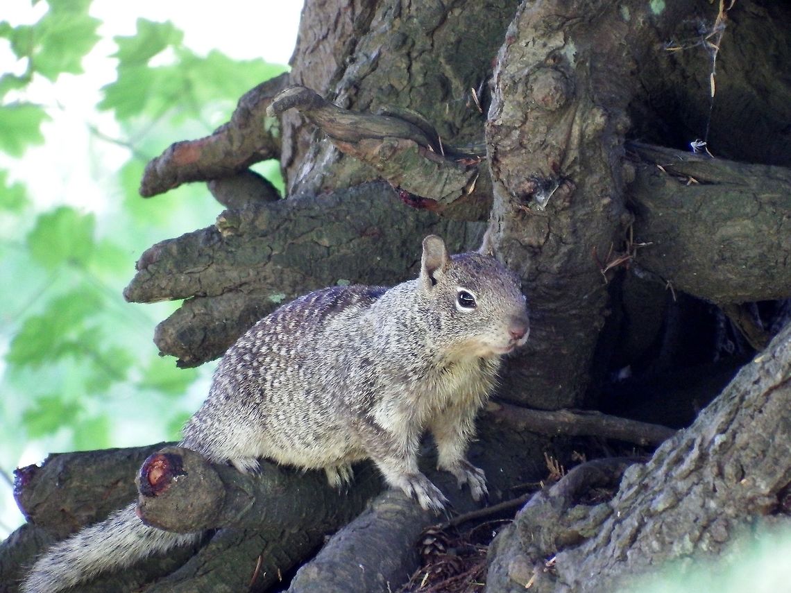 SPERMOPHILUS BEECHEYI. California Ground Squirrel. Geotagged,Rodents.,Summer,United States