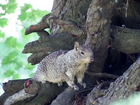 SPERMOPHILUS BEECHEYI. California Ground Squirrel. Geotagged,Rodents.,Summer,United States