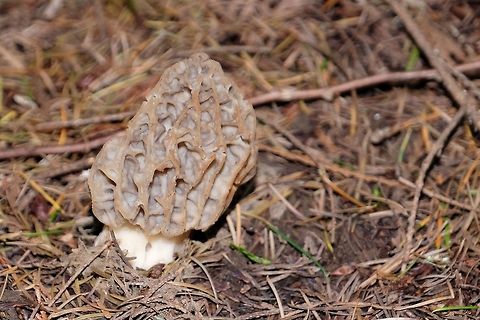 MORCHELLA ESCULENTA.  Commonly known as Morel,Yellow Morel. Geotagged,Morchella esculenta,Spring,United States,Wildmushroom.,morchella esculenta