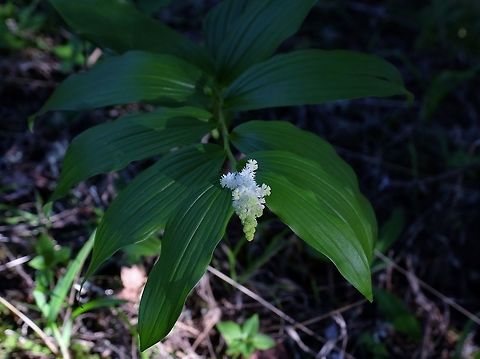 SMILACINA RACEMOSA. False Solomon's Seal. Geotagged,Maianthemum racemosum,Oregon,Perennial,Spring,United States,Wildflower