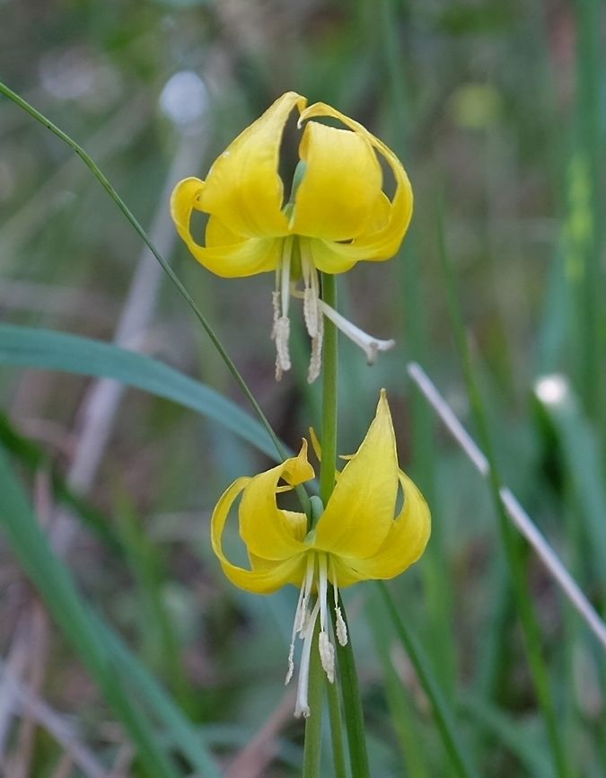 ERYTHRONIUM GRANDIFLORUM. Yellow Avalanche Lily Erythronium grandiflorum,Geotagged,Glacier Lily,Spring,United States,Wildflowers