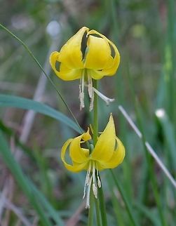 ERYTHRONIUM GRANDIFLORUM. Yellow Avalanche Lily Erythronium grandiflorum,Geotagged,Glacier Lily,Spring,United States,Wildflowers