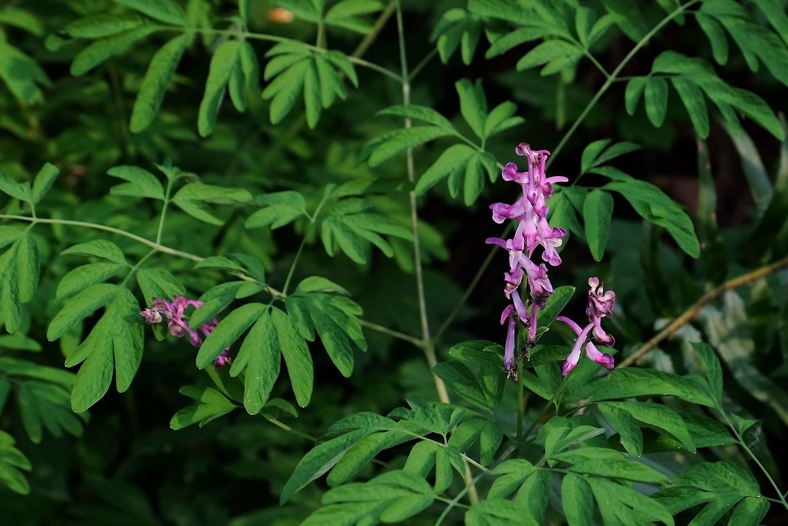 CORYDALIS SCOULERI. Scouler&#039;s Corydalis. Corydalis scouleri,Geotagged,Scouler's Corydalis,Spring,United States,Wildflowers of Oregon.