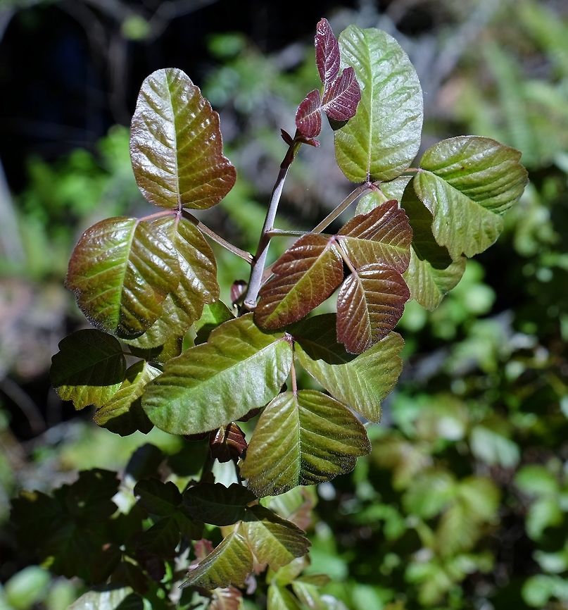 TOXICODENDRON DIVERSILBUM. Pacific Poison Oak. Geotagged,Pacific poison oak,Plant,Spring,Toxicodendron diversilobum,United States