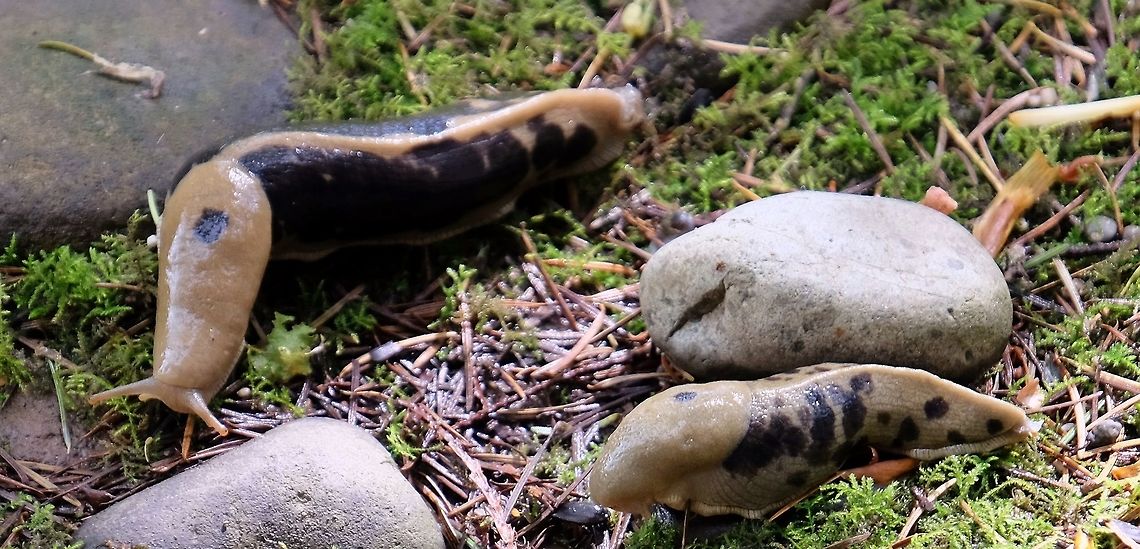 ARIOLIMAX COLUMBIANUS. Pacific Banana Slug. Ariolimax Columbianus,Geotagged,Pacific banana slug,Spring,United States