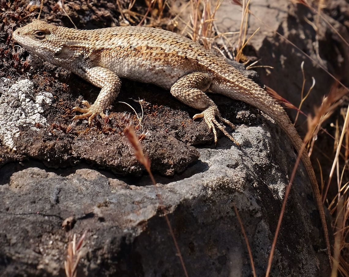SCELOPORUS OCCIDENTALIS. Western Fence Lizard. Geotagged,Lizard.,Sceloporus occidentalis,Spring,United States,Western fence lizard (blue-belly)