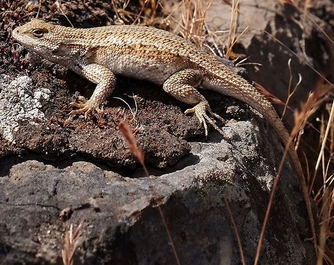 SCELOPORUS OCCIDENTALIS. Western Fence Lizard. Geotagged,Lizard.,Sceloporus occidentalis,Spring,United States,Western fence lizard (blue-belly)