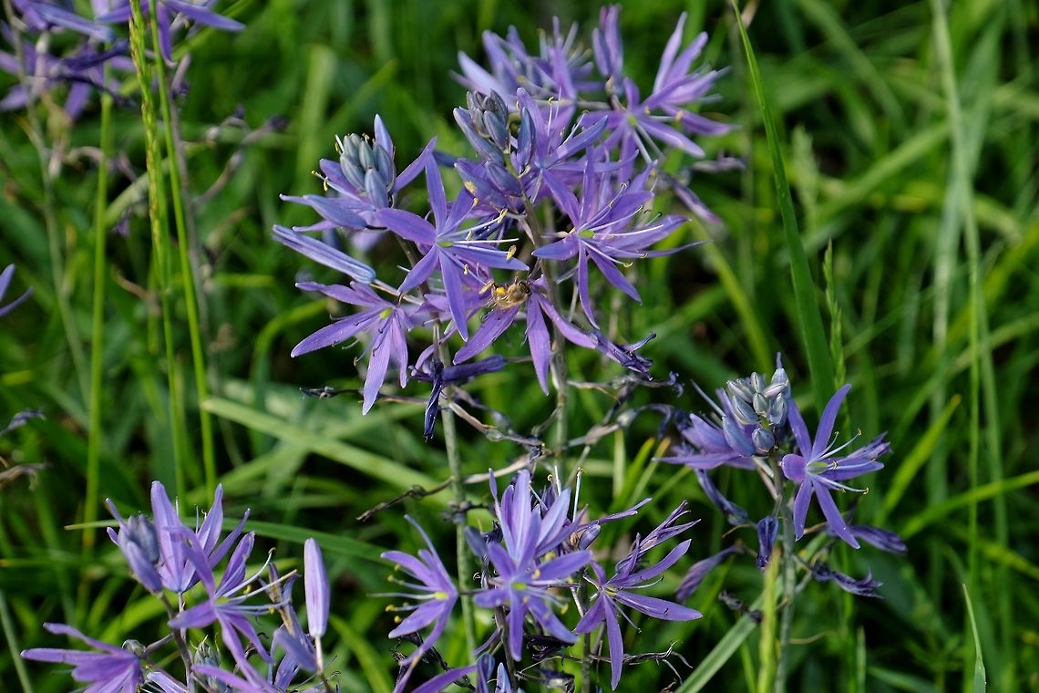 CAMASSIA QUAMASH. Common Camas. Aspsragus Family.,Camas,Camassia quamash,Geotagged,Spring,United States