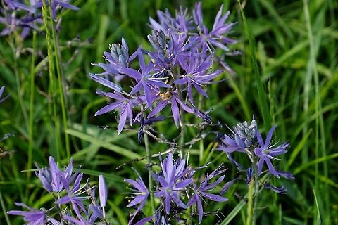 CAMASSIA QUAMASH. Common Camas. Aspsragus Family.,Camas,Camassia quamash,Geotagged,Spring,United States