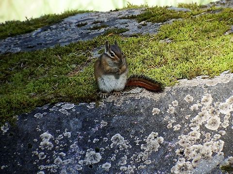 NEOTAMIAS TOWNSENDII. Cute little Townsed's chipmunk. Geotagged,Neotamias townsendii,Spring,Squirrel family,Townsends chipmunk,United States