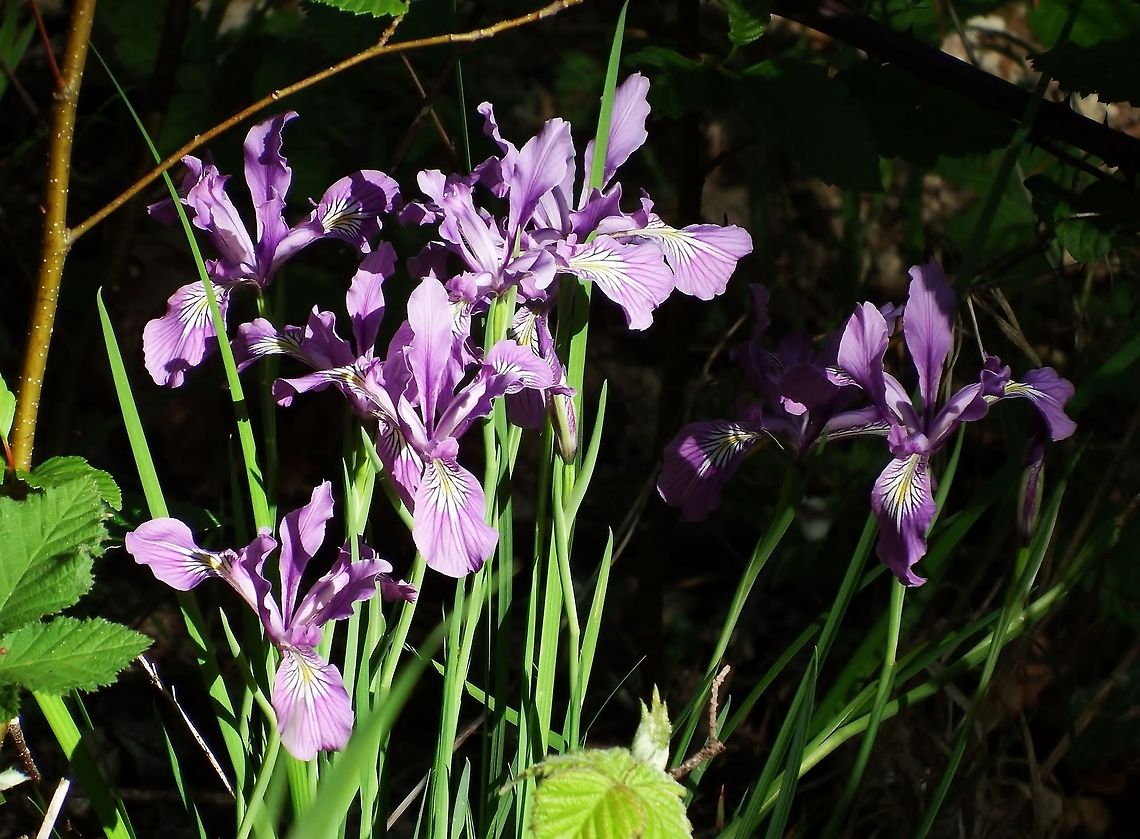 IRIS TENAX. Oregon Iris. Geotagged,Iris tenax,Spring,United States,Wildflowers.,iris tenax