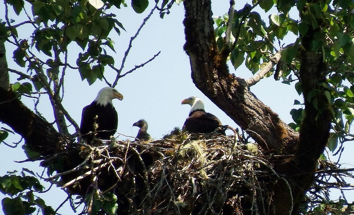 HALIAEETUS LEUCOCEPHALUS. Bald Eagle Nest Bald Eagle,Birds of Prey,Geotagged,Haliaeetus leucocephalus,Spring,United States