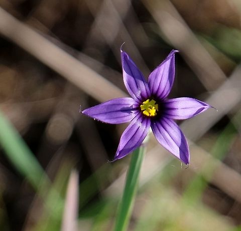SISYRINCHIUM MONTANUM. Blue-Eyed Grass. Geotagged,Sisyrinchium montanum,Spring,United States,Wildflowers of Oregon.,sisyrinchium montanum
